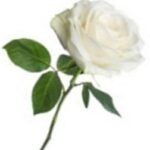 White Rose